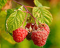 Himbeere