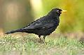 Amsel