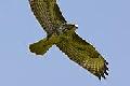 Bussard