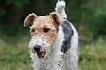 Foxterrier