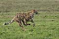 Gepard