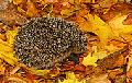 Igel