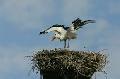 Storch