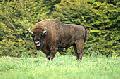 Wisent